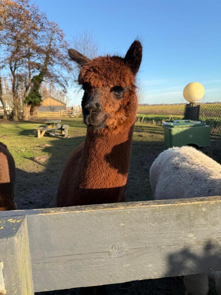 Alpaca meerie en hengst, Dieren en Toebehoren, Overige Dieren, Juni, Meerdere dieren