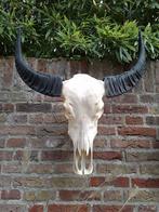 Schedel waterbuffel skull buffel opgezette taxidermy gewei, Verzamelen, Dierenverzamelingen, Ophalen, Wild dier, Schedel