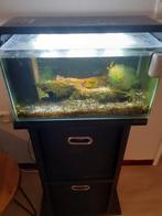 Aquarium, Dieren en Toebehoren, Vissen | Aquaria en Toebehoren, Ophalen of Verzenden, Zo goed als nieuw, Gevuld zoetwateraquarium