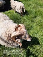Ouessant Ram, Dieren en Toebehoren, Schapen, Geiten en Varkens, Mannelijk, Schaap