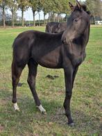 Hengstveulen, Dieren en Toebehoren, Paarden, Springpaard, Minder dan 160 cm, Niet van toepassing, 0 tot 2 jaar