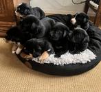Grote Zwitserse sennenhond x Labrador pups, Dieren en Toebehoren, Honden | Niet-rashonden, Particulier, Meerdere, 8 tot 15 weken