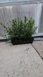 Ligustrum ovalifolium de groenblijvende haag liguster, Tuin en Terras, Planten | Struiken en Hagen, Ophalen of Verzenden, Liguster