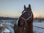 PRE ruin en konik tinker en haflinger merrie te koop, Dieren en Toebehoren, Paarden, Minder dan 160 cm, Gechipt, 7 tot 10 jaar