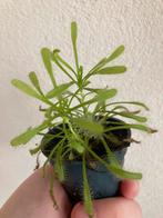Zonnedauw, Huis en Inrichting, Kamerplanten, Ophalen, Overige soorten, In pot, Minder dan 100 cm