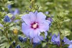 Hibiscus, Tuin en Terras, Planten | Struiken en Hagen, Ophalen