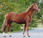 Mooie welsh Kinderpony, beginners pony, Dieren en Toebehoren, B, Ruin, 3 tot 6 jaar, C pony (1.27m tot 1.37m)