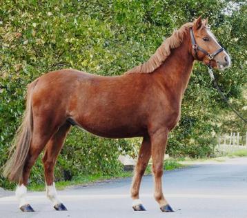 Mooie welsh Kinderpony, beginners pony beschikbaar voor biedingen