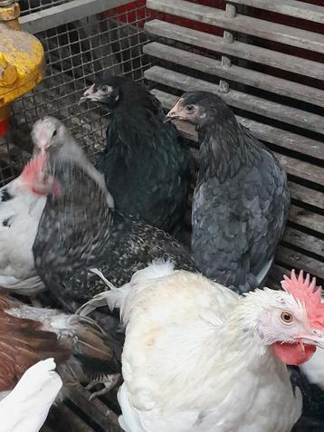 kleurleggers jonge dieren beschikbaar voor biedingen