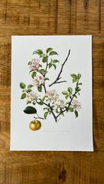 Wilde appel botanische prent, Antiek en Kunst, Kunst | Etsen en Gravures, Ophalen of Verzenden