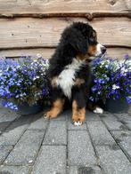 Berner sennen pup te koop, Dieren en Toebehoren, Honden | Herdershonden en Veedrijvers, Nederland, CDV (hondenziekte), 8 tot 15 weken