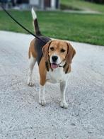 Lusi, 4 jarig beagle teefje, Beagle, Particulier, Rabiës (hondsdolheid), Buitenland