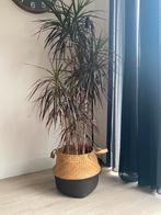 Dracaena, Ophalen of Verzenden, Halfschaduw, Minder dan 100 cm