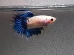 Betta man halfmoon, Vis