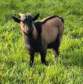 Bok dwergeit  beschikbaar voor biedingen