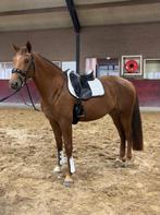 Lieve vierjarige merrie (v. Henkie), Dieren en Toebehoren, Paarden, Merrie, B, Gechipt, Dressuurpaard