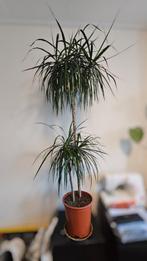 Dracaena Marginata, Groene kamerplant, Ophalen, Halfschaduw, 150 tot 200 cm
