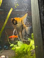 Sluiermaanvis (goud) 4 jaar oud, Dieren en Toebehoren, Vissen | Aquariumvissen, Vis