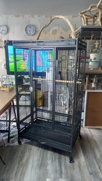 Grijze Roodstaart en ara vogels kooi beschikbaar voor biedingen