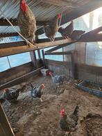 Diverse broedeieren te koop, Dieren en Toebehoren, Pluimvee, Geslacht onbekend, Kip