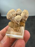 Zeldzame mushroom calcite aragonite, Verzamelen, Ophalen of Verzenden