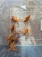 Tityus stigmurus te koop