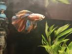 Betta man, Dieren en Toebehoren, Vissen | Aquariumvissen, Vis