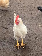 Super mooie haantjes, Mannelijk, Kip