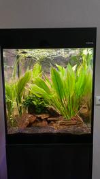Aquarium met kast, Huis en Inrichting, Overige materialen, Zo goed als nieuw, 150 tot 200 cm, 25 tot 50 cm