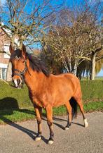 Knappe Spanjaard, Dieren en Toebehoren, Paarden, Ruin, Recreatiepaard, Ontwormd