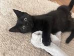 Lieve speelse kitten zoekt nieuw huisje, Dieren en Toebehoren, Katten en Kittens | Overige Katten, Poes, Kortharig, 0 tot 2 jaar