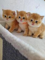 Britse golden kittens, Dieren en Toebehoren, Katten en Kittens | Raskatten | Korthaar, Meerdere dieren, Gechipt, 0 tot 2 jaar