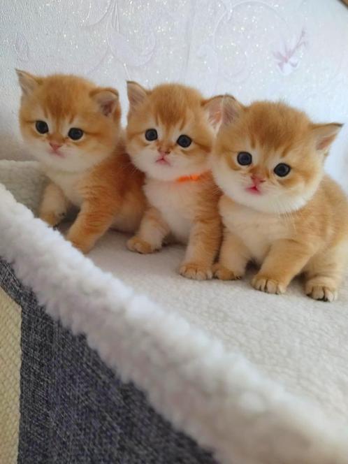 Britse golden kittens, Dieren en Toebehoren, Katten en Kittens | Raskatten | Korthaar, Meerdere dieren, 0 tot 2 jaar, Met stamboom