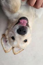 Gastgezinnen gezocht  - Golden Retriever pup!, Dieren en Toebehoren, Golden retriever, Rabiës (hondsdolheid), 8 tot 15 weken, Meerdere