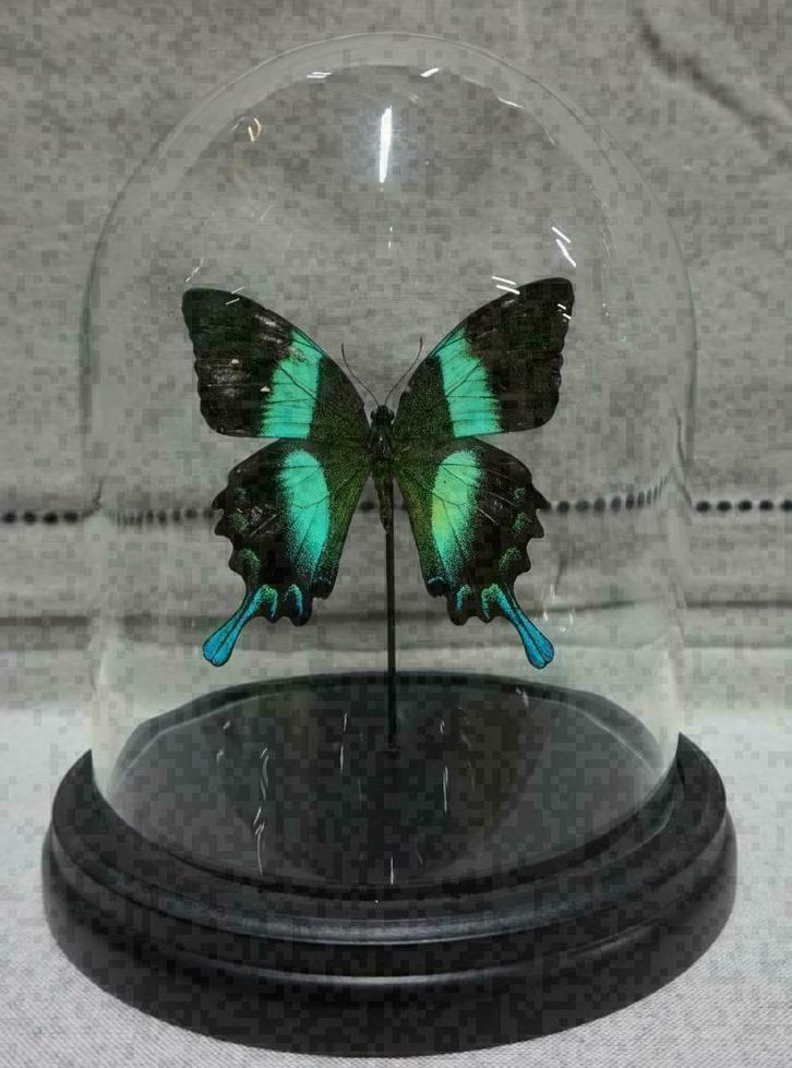 ACTIE > Vlinder in Stolp papilio blumei/ulysses of Caligo vl, Verzamelen, Dierenverzamelingen, Nieuw, Opgezet dier, Insect, Ophalen of Verzenden