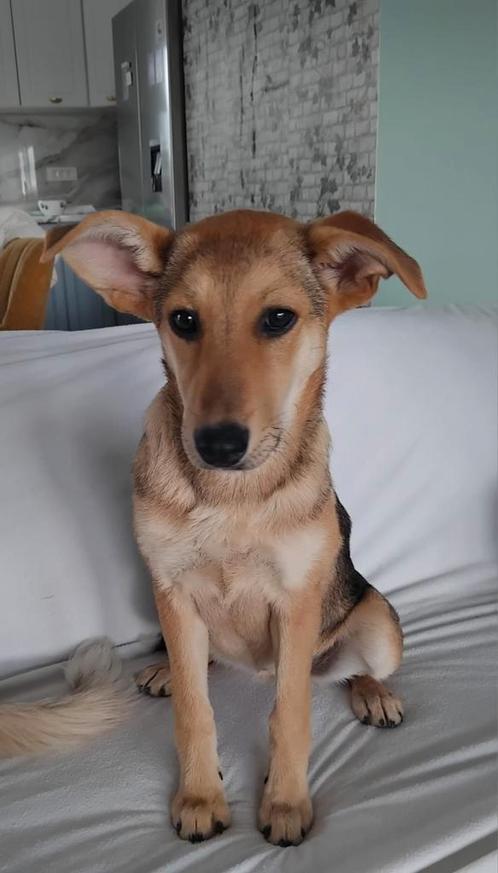 Bella zoekt haar familie!, Dieren en Toebehoren, Honden | Niet-rashonden, Middel, Teef, Handelaar, Eén hond, Buitenland, 15 weken tot 1 jaar