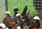 Jonge haantjes hollandse kuifhoen, Dieren en Toebehoren, Pluimvee, Mannelijk, Kip