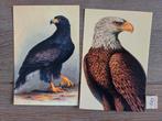 OPRUIMING   VOGELS A 8, Verzamelen, Ansichtkaarten | Dieren, Ophalen, 1980 tot heden, Vogel