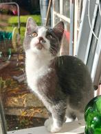 Blauwgrijs-wit kitten, Dieren en Toebehoren, Katten en Kittens | Overige Katten, Poes