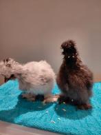 Zijdehoen kuikens scheve snavels, Dieren en Toebehoren, Pluimvee, Meerdere dieren, Kip