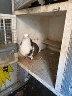 Duiven hok  donkerhokken lichthokken met duiven, Meerdere dieren, Postduif