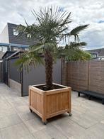 Palmboom met verrijdbare bak, Tuin en Terras, 100 tot 250 cm, Zomer, Palmboom, Ophalen