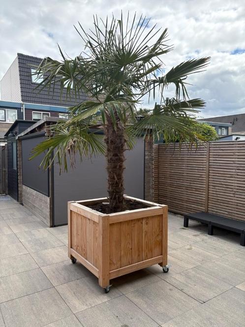 Palmboom met verrijdbare bak, Tuin en Terras, Planten | Bomen, Palmboom, 100 tot 250 cm, Volle zon, Zomer, In pot, Ophalen