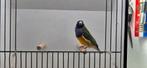 Gouldamadines (4 stuks) zie advertentie, Dieren en Toebehoren, Meerdere dieren, Tropenvogel