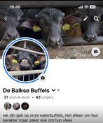 Waterbuffel kalfsvlees kerstpakket, Diversen, Ophalen