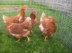 Te koop jonge legkippen/leghennen, Dieren en Toebehoren, Pluimvee, Vrouwelijk, Kip