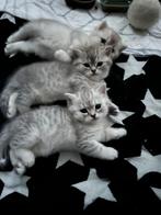 Brits korthaar kittens met mooie kleuren en blauwe oogjes, Poes, Ontwormd, 0 tot 2 jaar