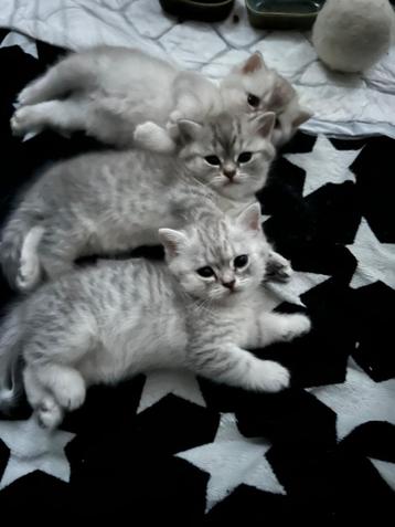 Brits korthaar kittens met mooie kleuren en blauwe oogjes beschikbaar voor biedingen