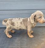 Teckel pups verschillende kleuren dwerg korthaar, Reu, CDV (hondenziekte), 8 tot 15 weken, Korthaar