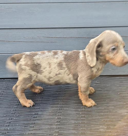 Teckel pups verschillende kleuren dwerg korthaar, Dieren en Toebehoren, Honden | Teckels en Dashonden, Reu, Korthaar, Dwerg, Particulier